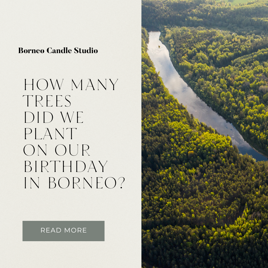 Guess how many trees we planted together? - Borneo Candle Studio